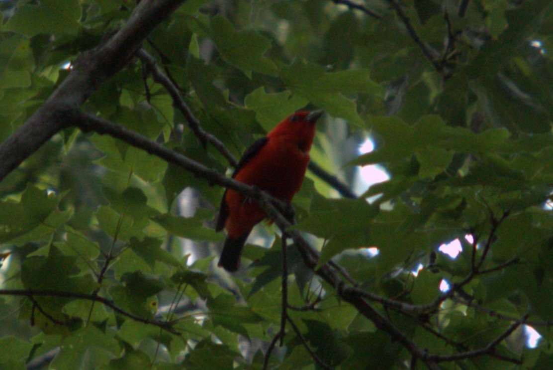 Scarlet Tanager - ML639726240