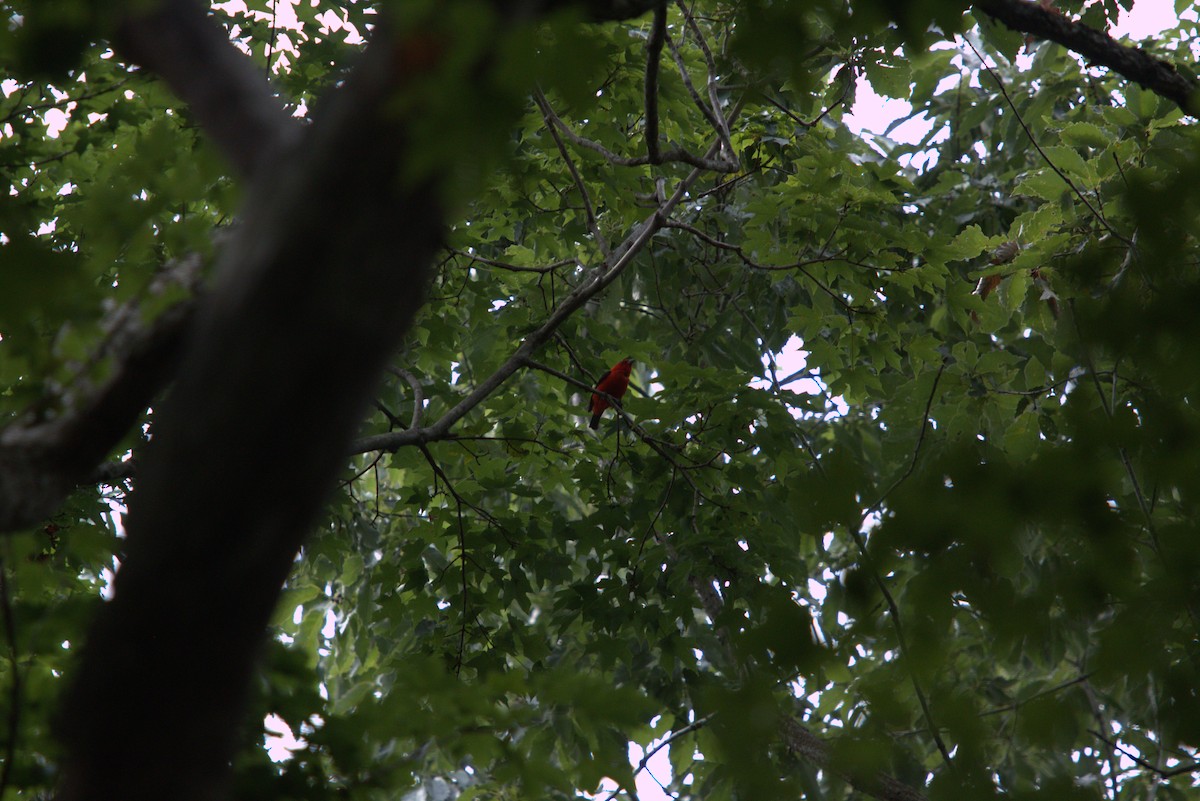 Scarlet Tanager - ML639726241