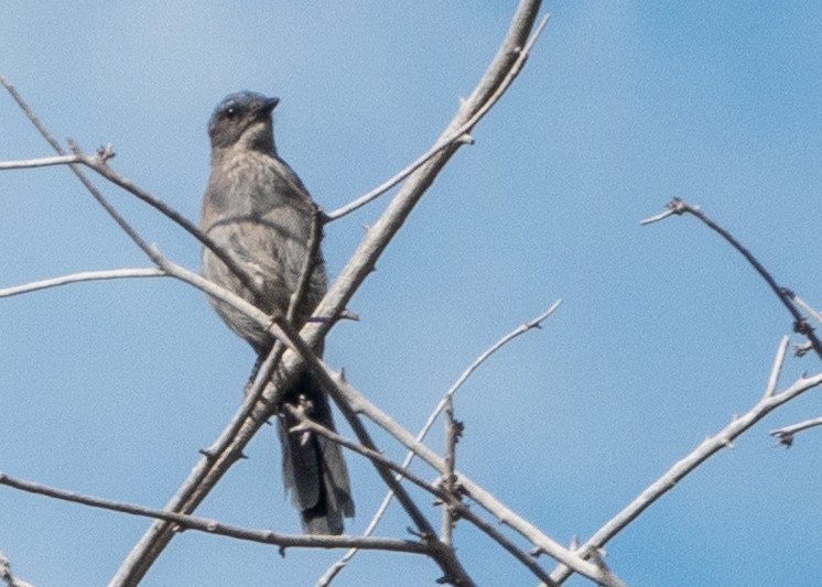 Woodhouse's Scrub-Jay - ML639726332