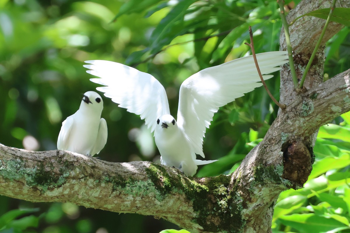 White Tern (Little) - ML639726359