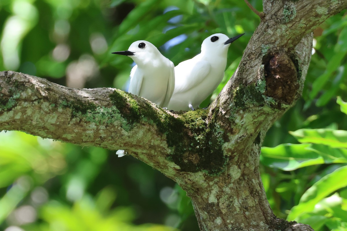 White Tern (Little) - ML639726360