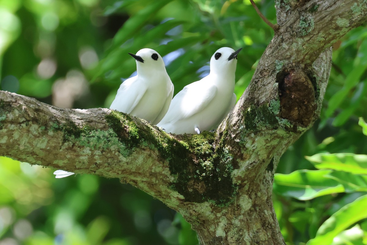 White Tern (Little) - ML639726361