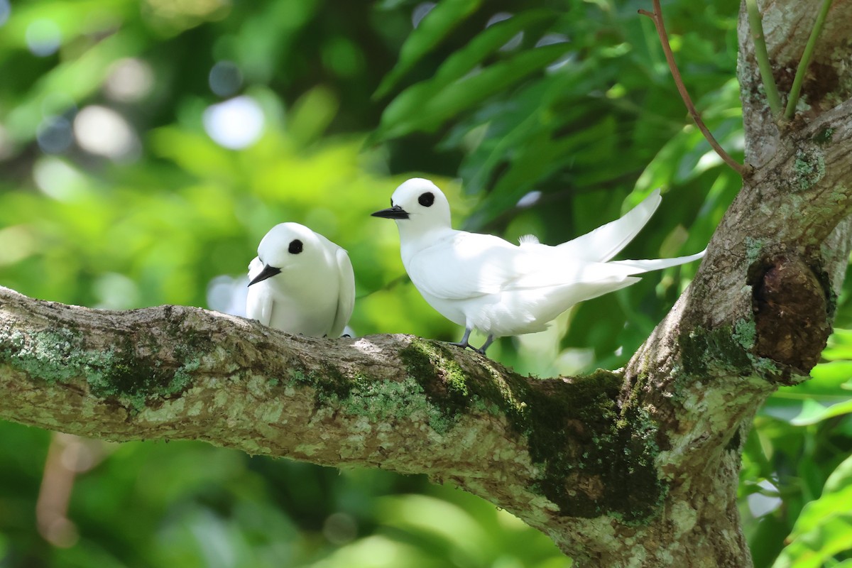 White Tern (Little) - ML639726362