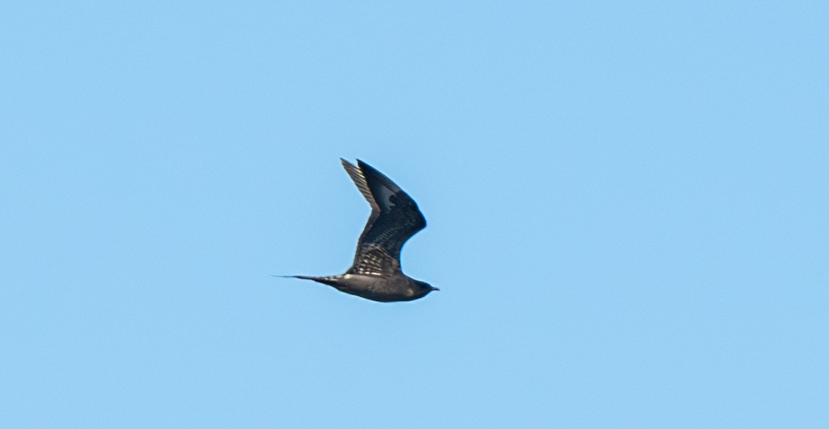 Parasitic Jaeger - ML639726478