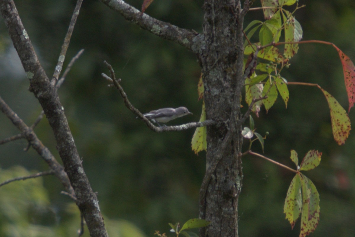 Blue-gray Gnatcatcher - ML639726500