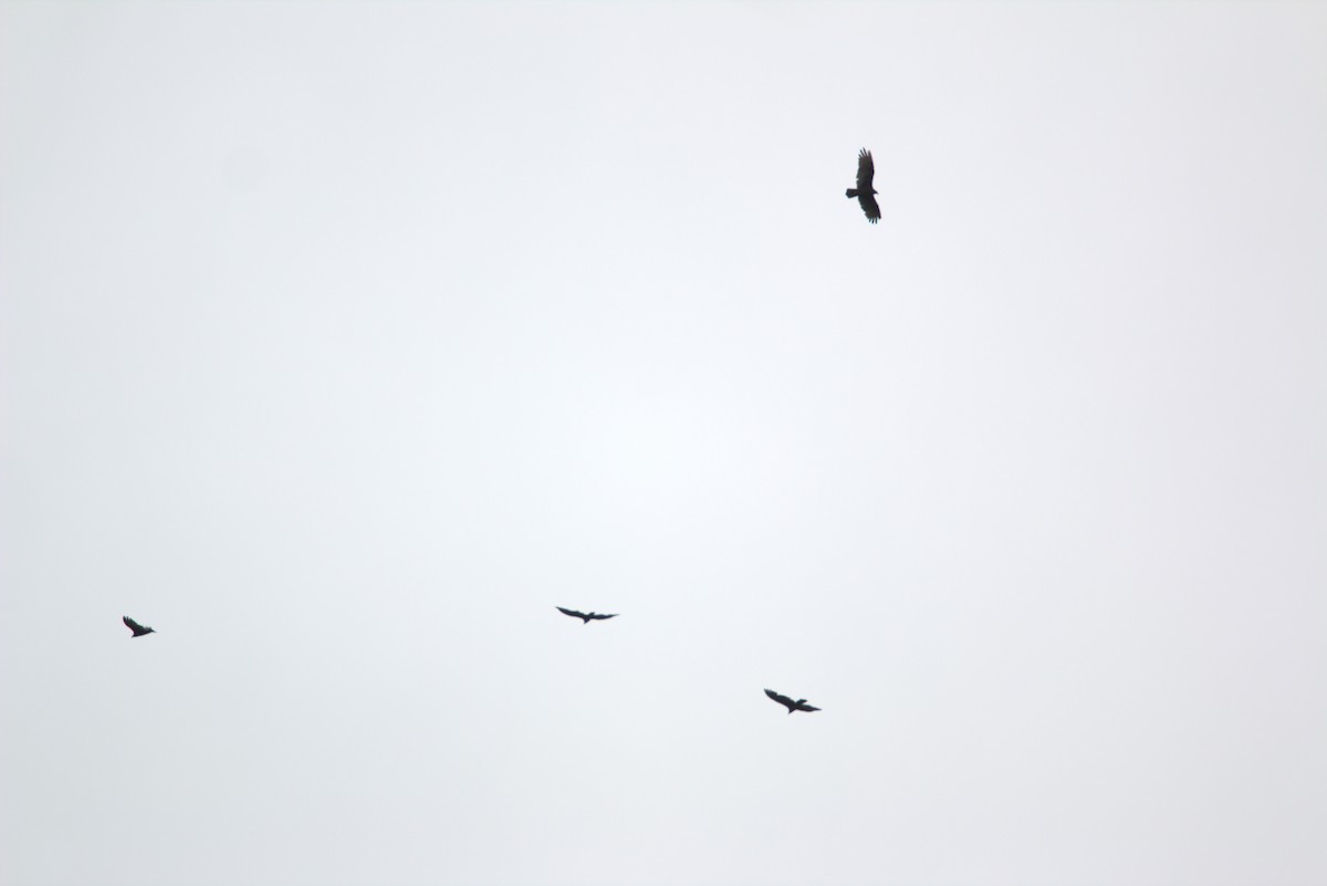 Turkey Vulture - ML639726526