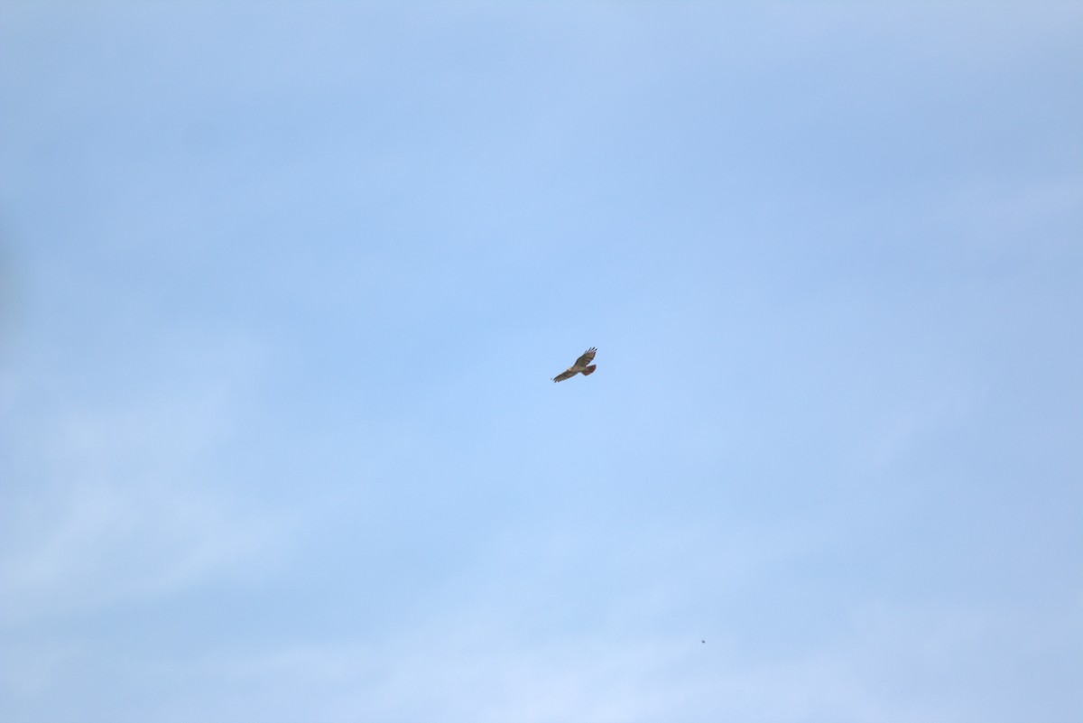 Red-tailed Hawk - ML639726558