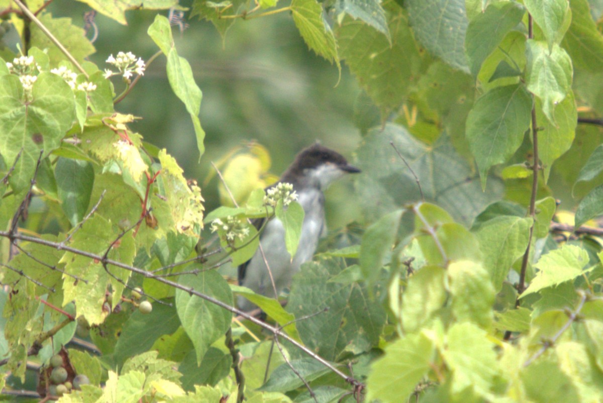 Eastern Kingbird - ML639726608