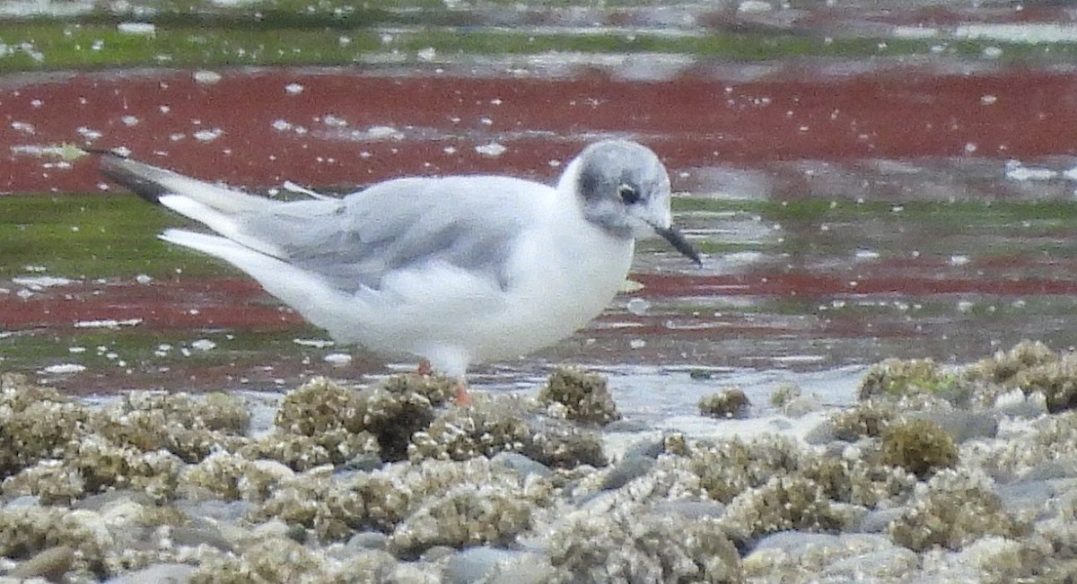 Bonaparte's Gull - ML639726661