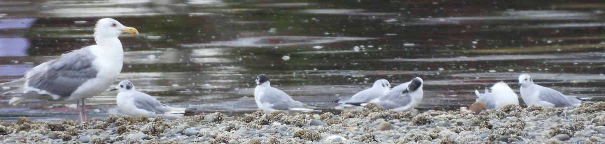 Bonaparte's Gull - ML639726662