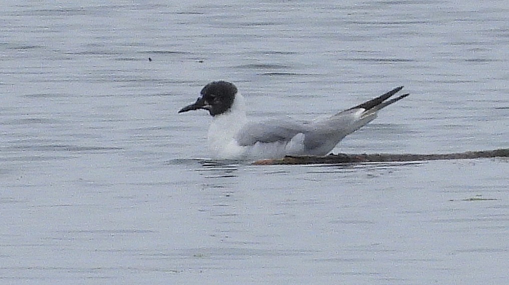 Bonaparte's Gull - ML639726703