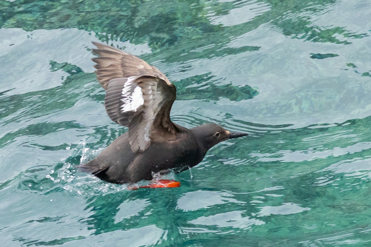 Guillemot colombin - ML639726719