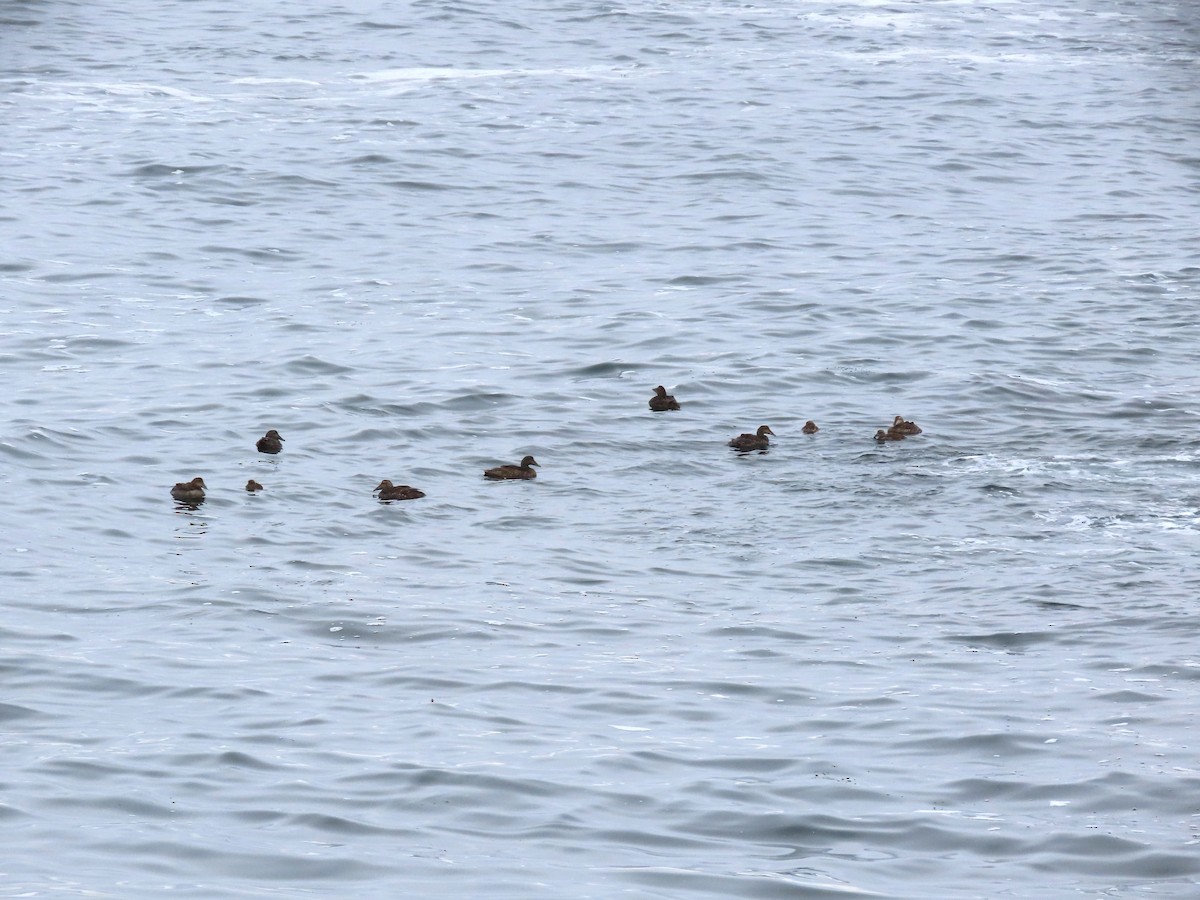 Common Eider - ML639726761