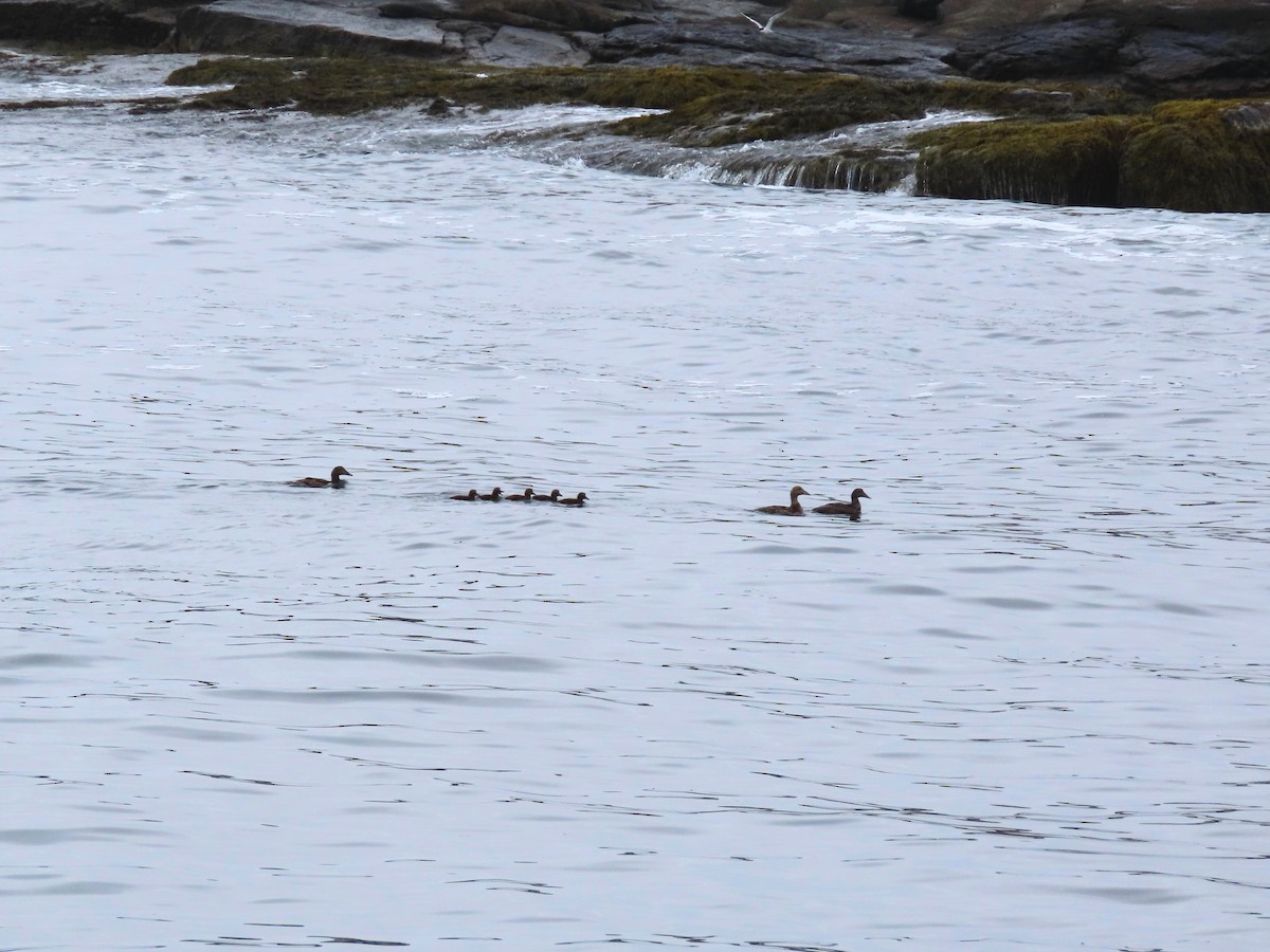 Common Eider - ML639726766
