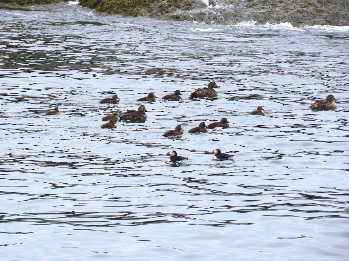 Common Eider - ML639726773