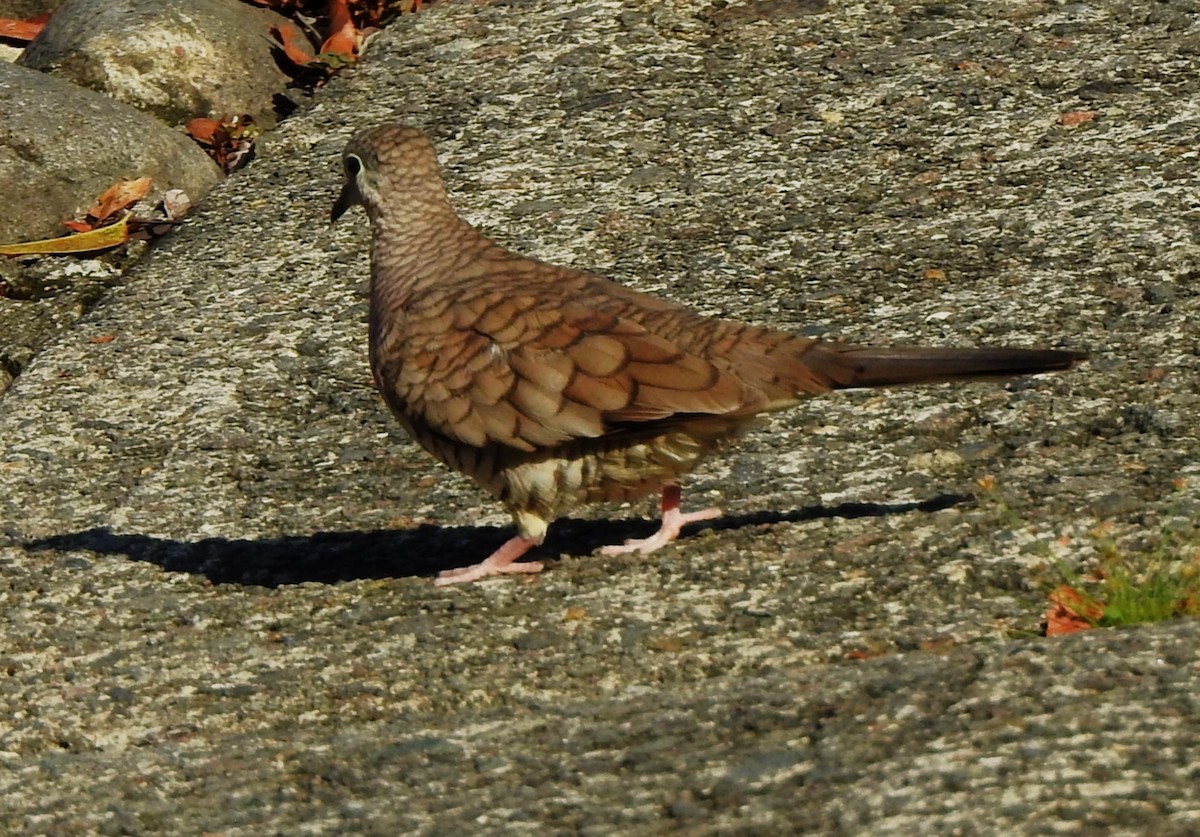 Inca Dove - ML639726785