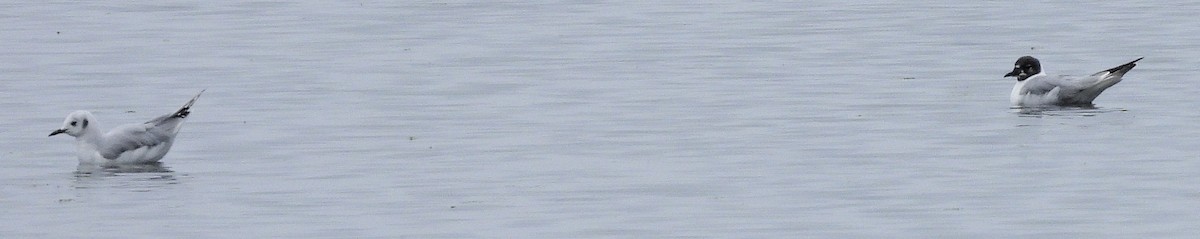 Bonaparte's Gull - ML639726812