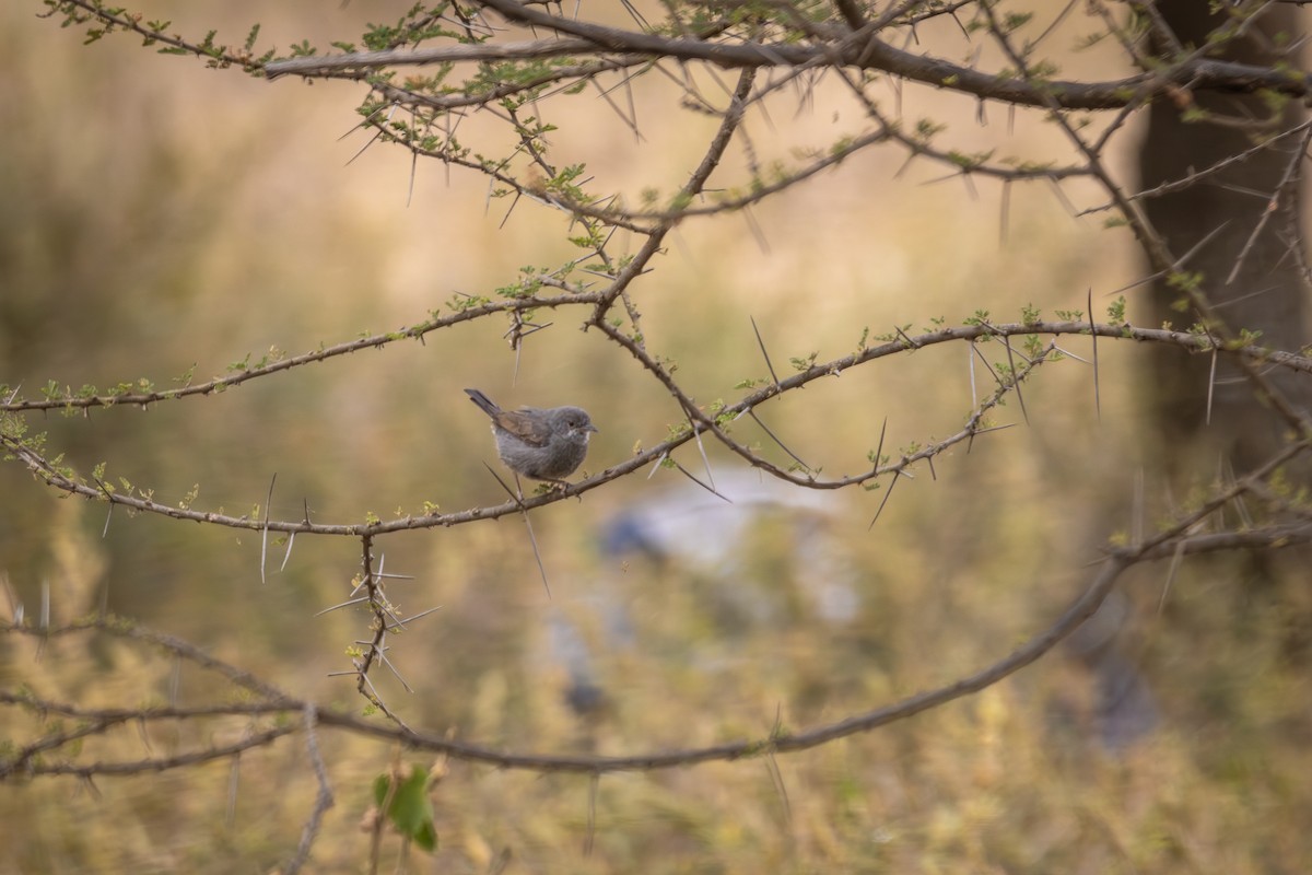 Gray Wren-Warbler - ML639726907