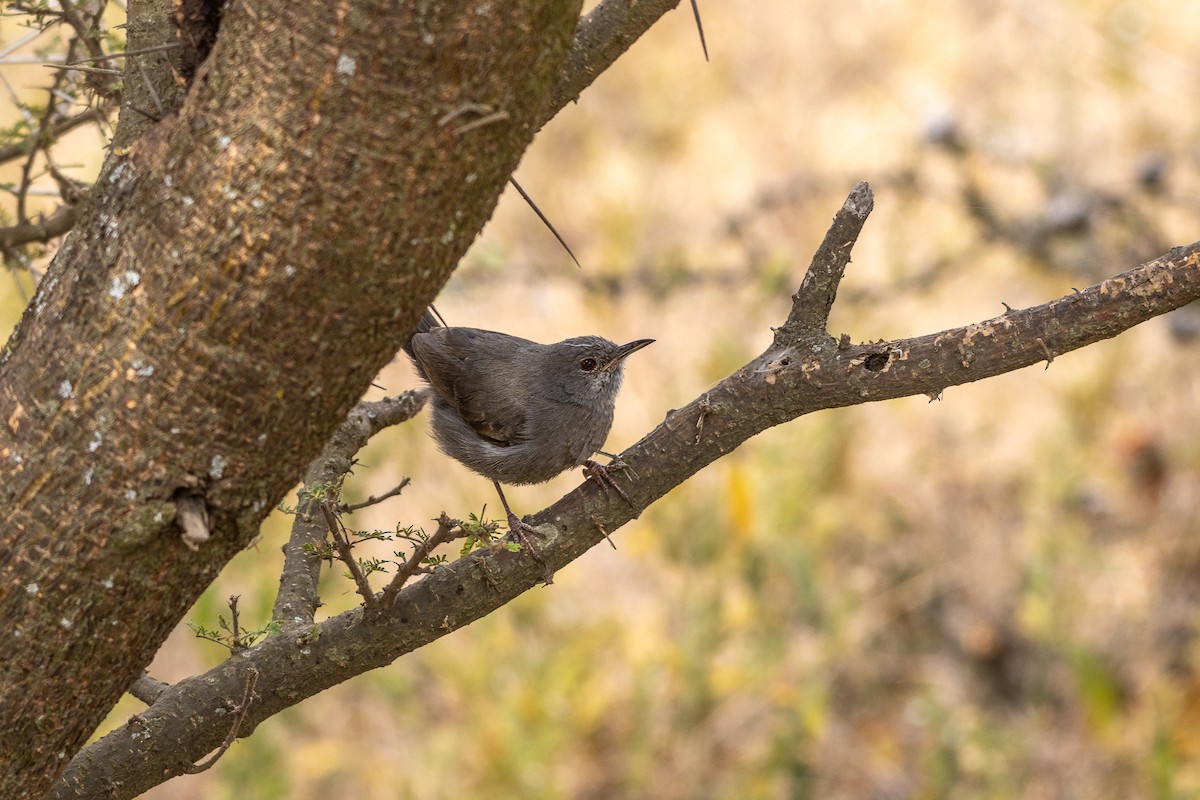 Gray Wren-Warbler - ML639726909