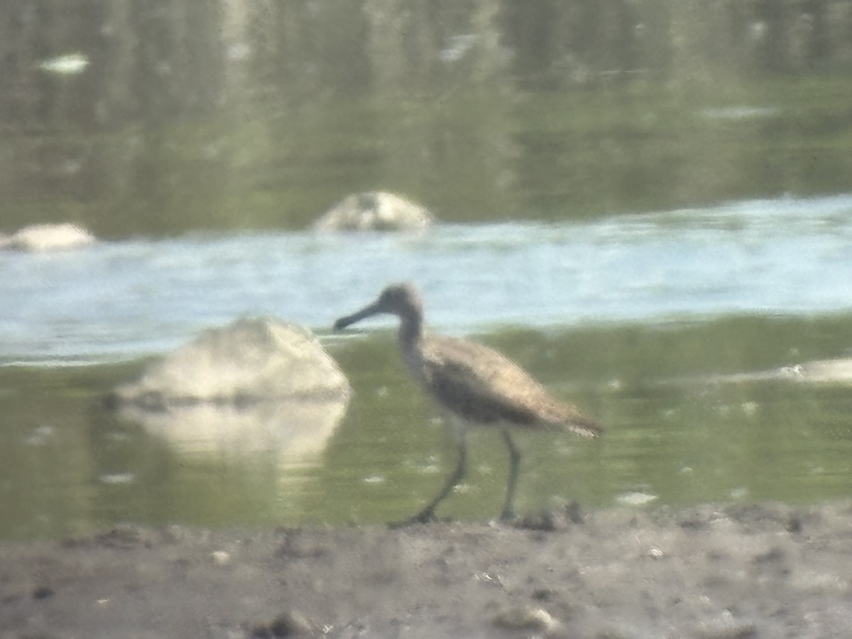 willetsnipe - ML639726914