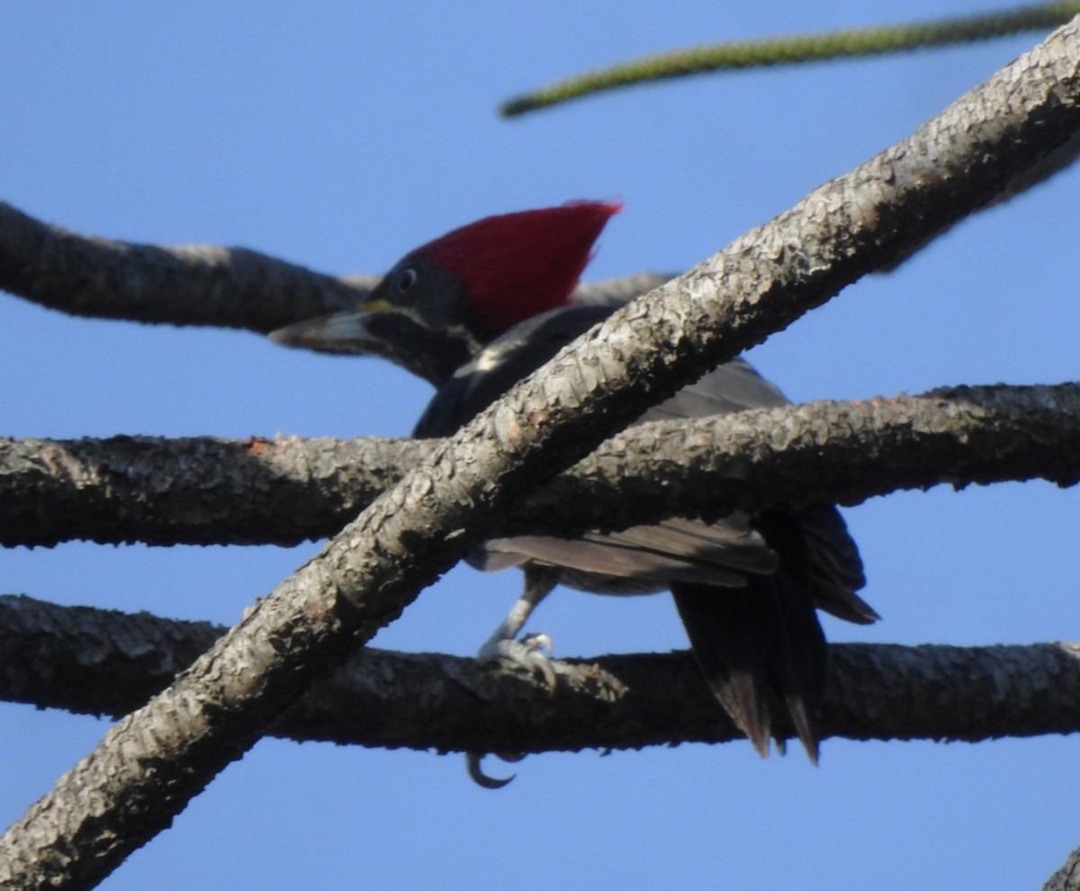 Lineated Woodpecker - ML639726972