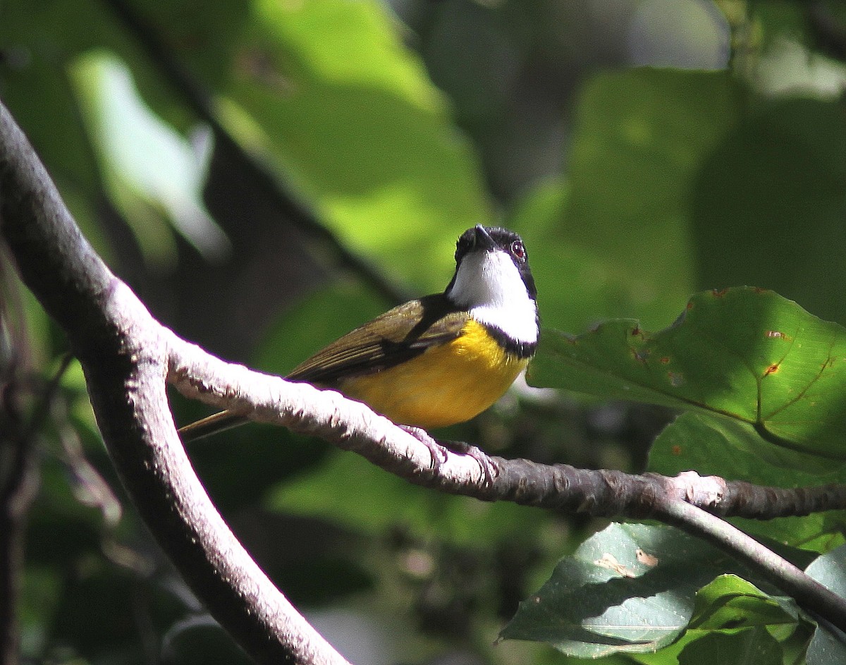 White-throated Fiji Whistler - ML639727020