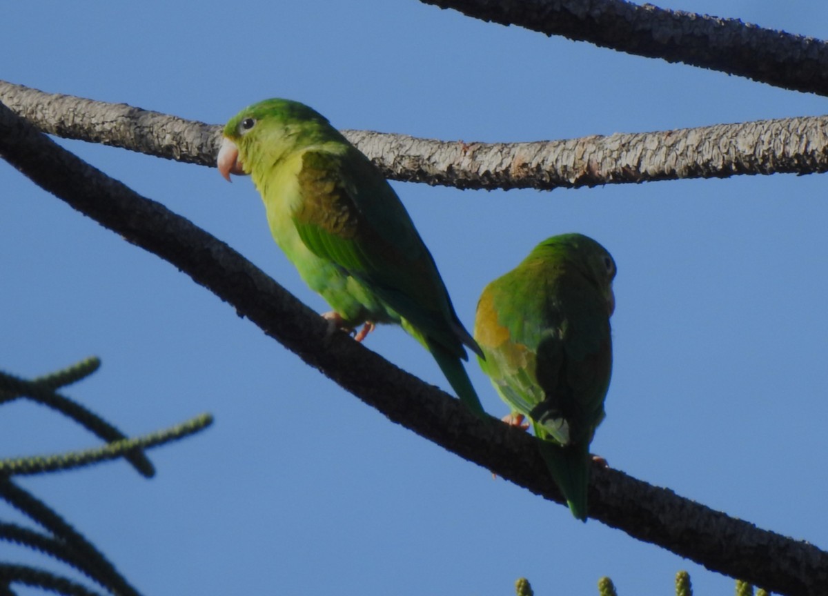 Orange-chinned Parakeet - ML639727088