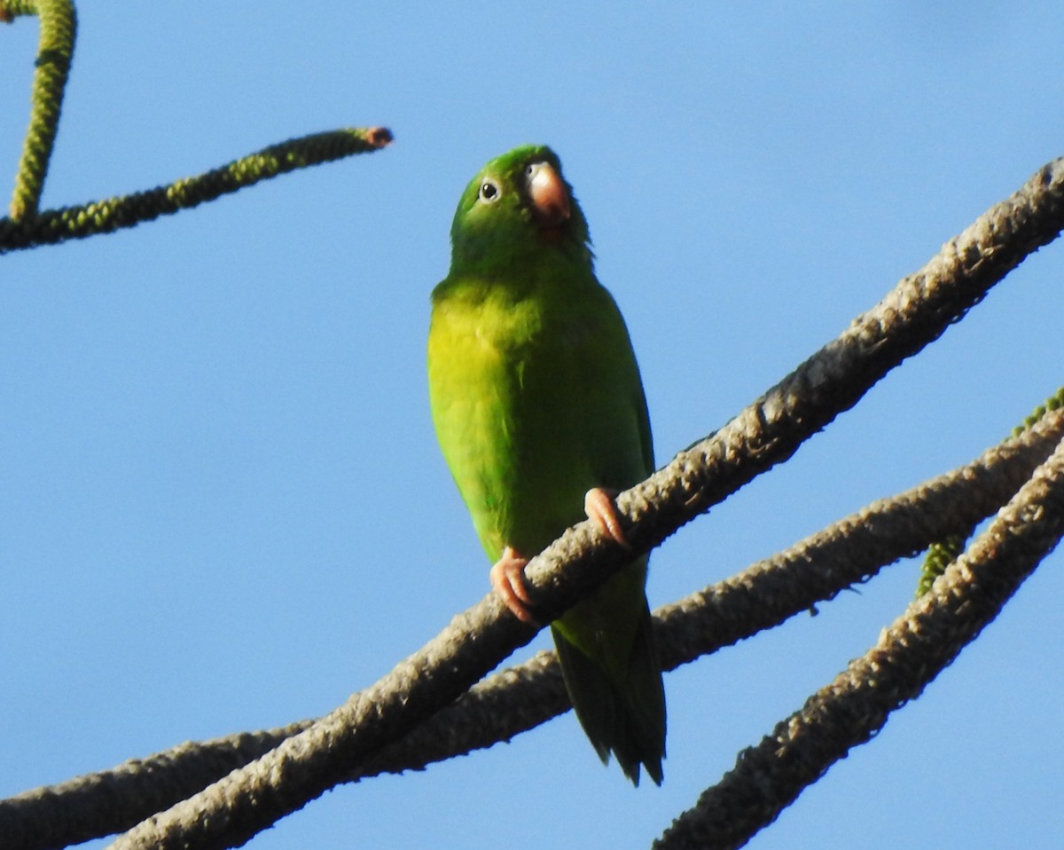 Orange-chinned Parakeet - ML639727089