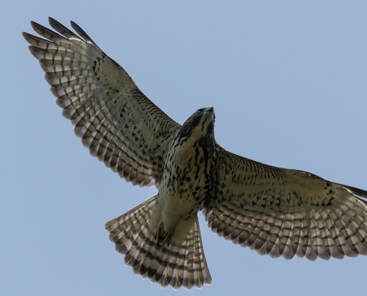 Broad-winged Hawk - ML639727120
