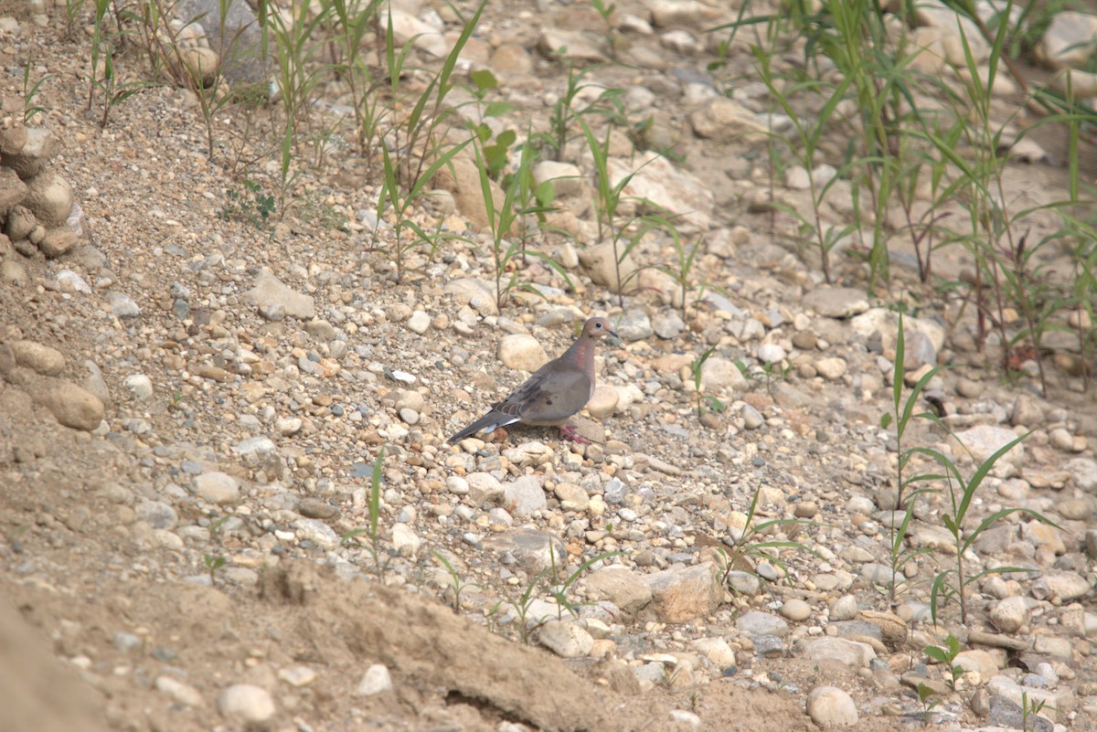Mourning Dove - ML639727121