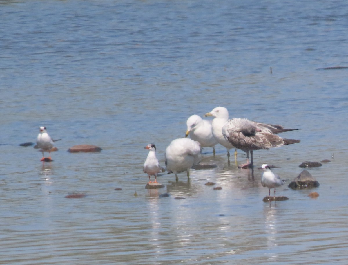 Forster's Tern - ML639727142