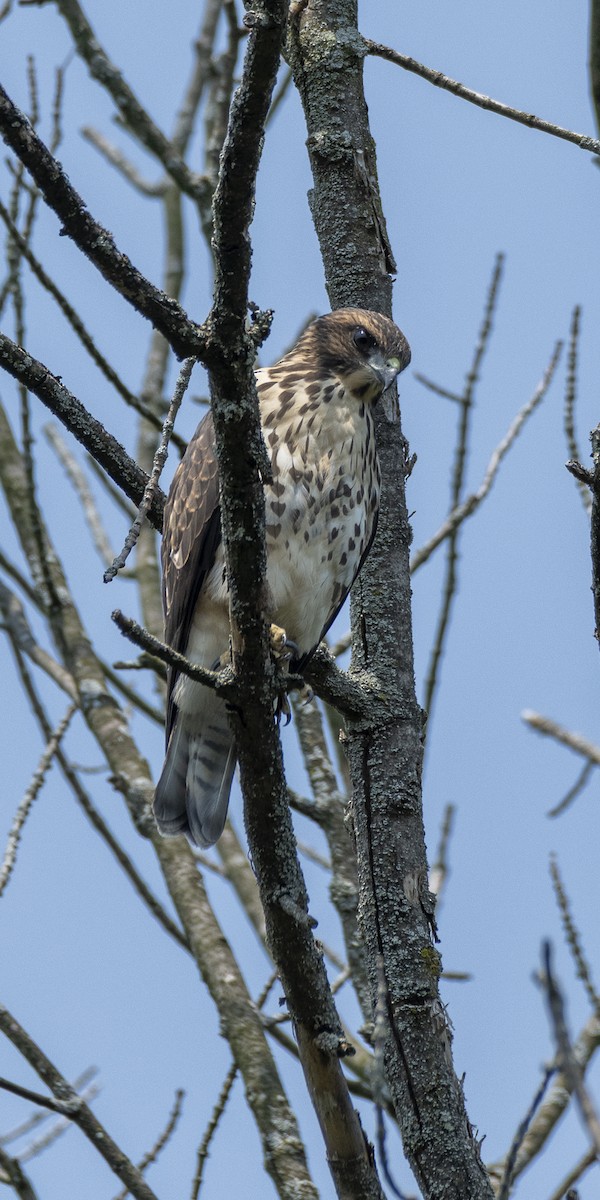 Broad-winged Hawk - ML639727147