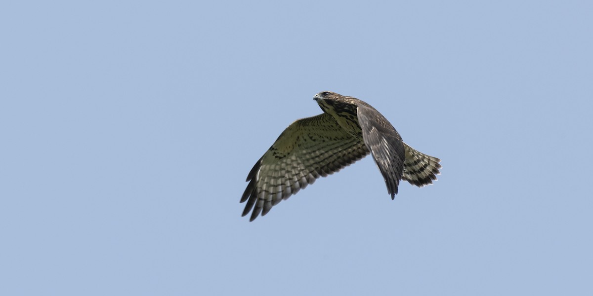 Broad-winged Hawk - ML639727155