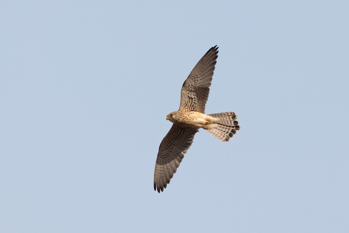 Lesser Kestrel - ML639727165
