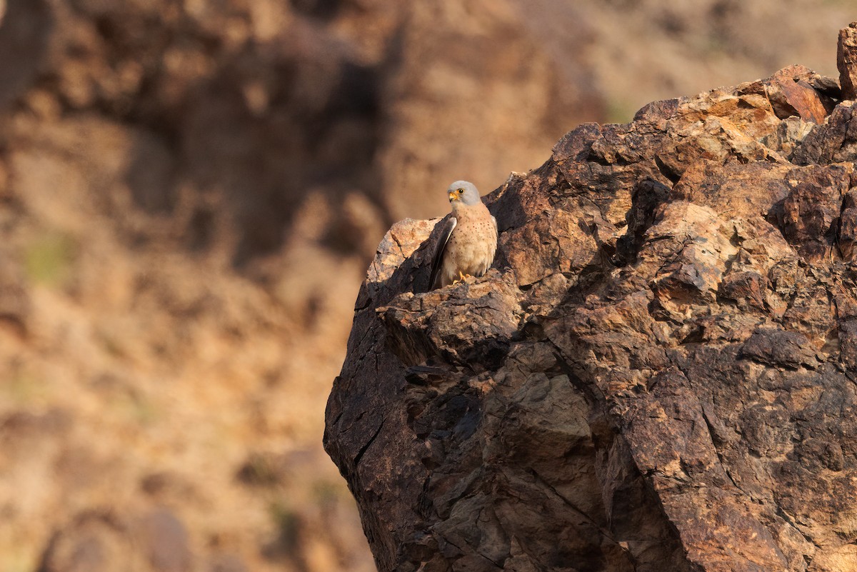 Lesser Kestrel - ML639727167
