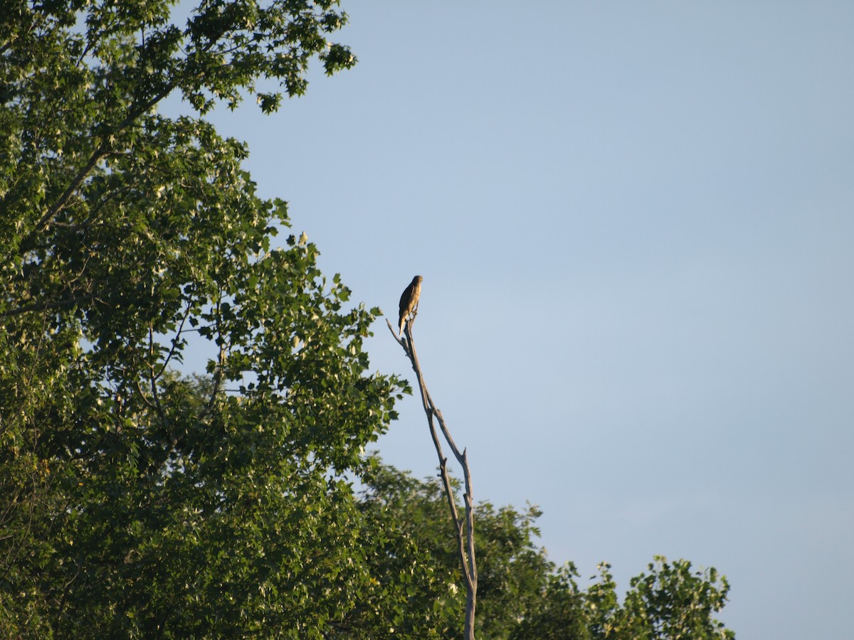 Red-shouldered Hawk - ML639727265