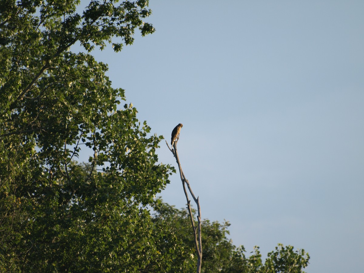 Red-shouldered Hawk - ML639727266