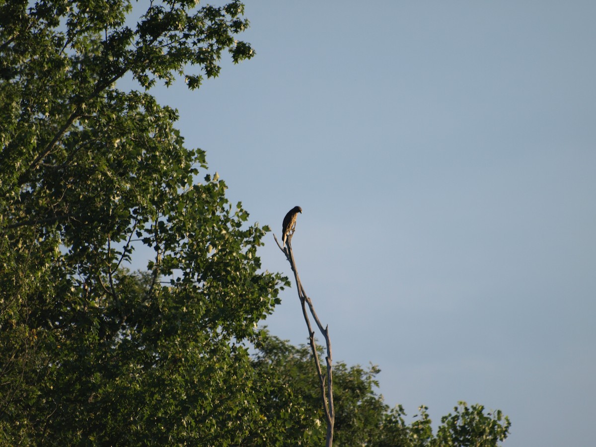 Red-shouldered Hawk - ML639727267