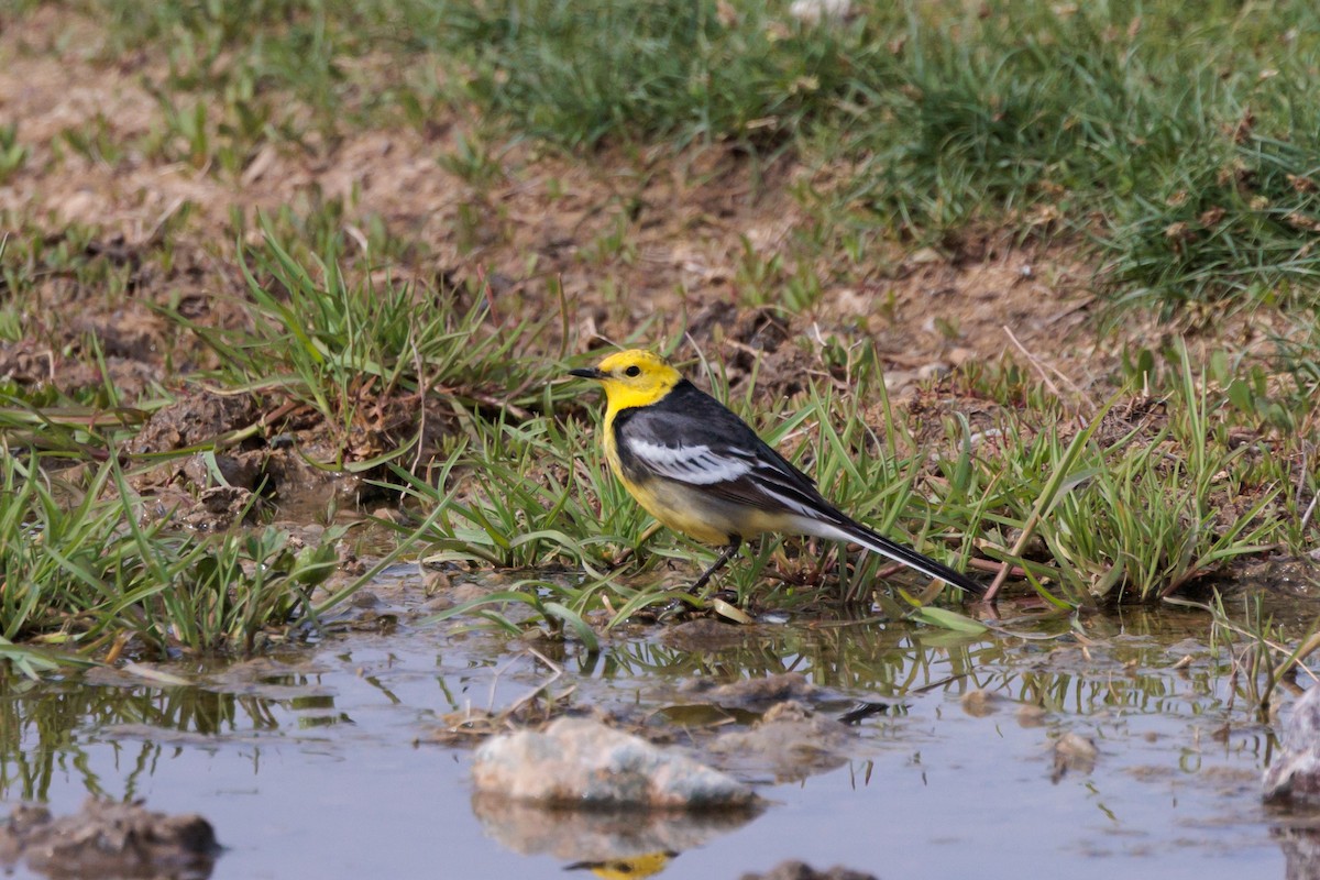 Citrine Wagtail - ML639727270