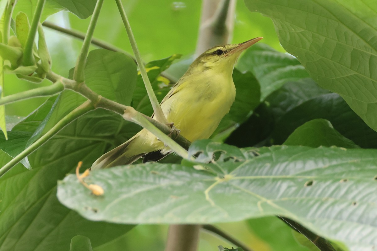 Northern Marquesan Reed Warbler - ML639727275