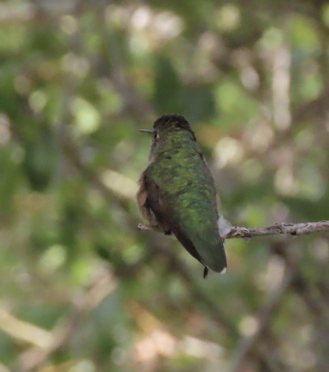 Broad-tailed Hummingbird - ML639727337
