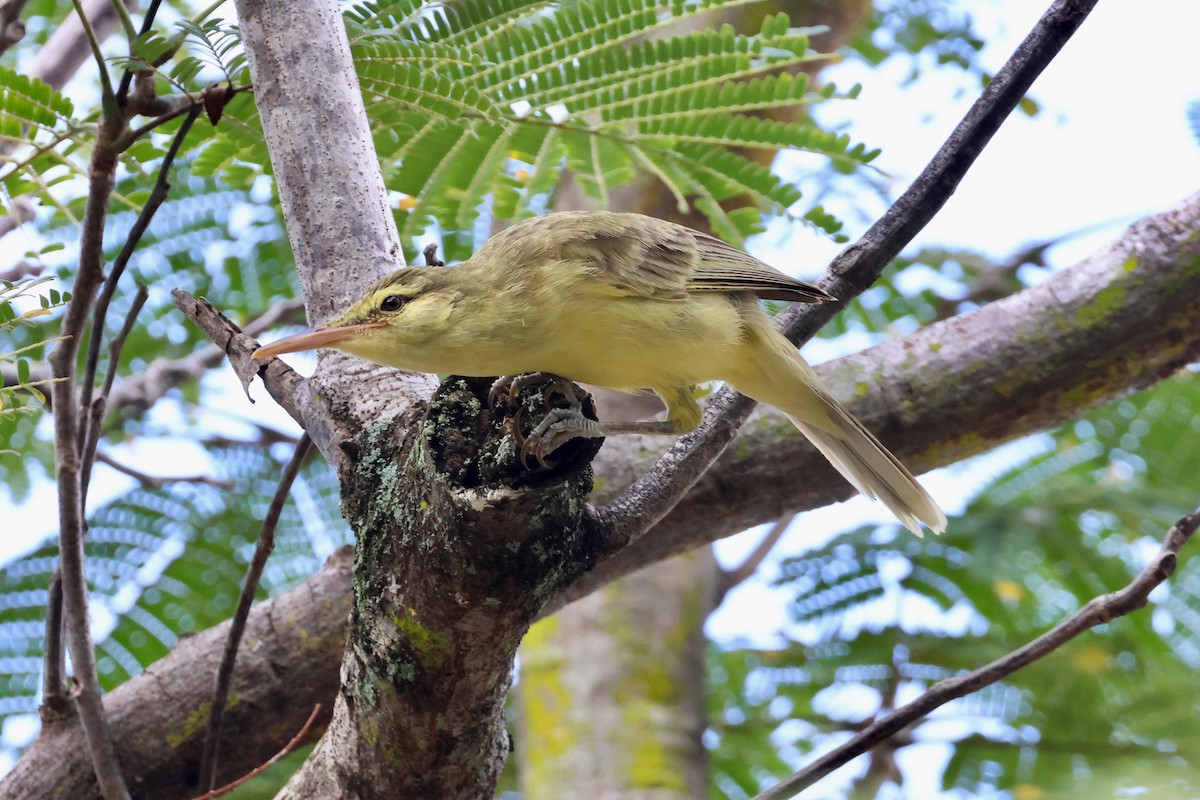 Northern Marquesan Reed Warbler - ML639727340