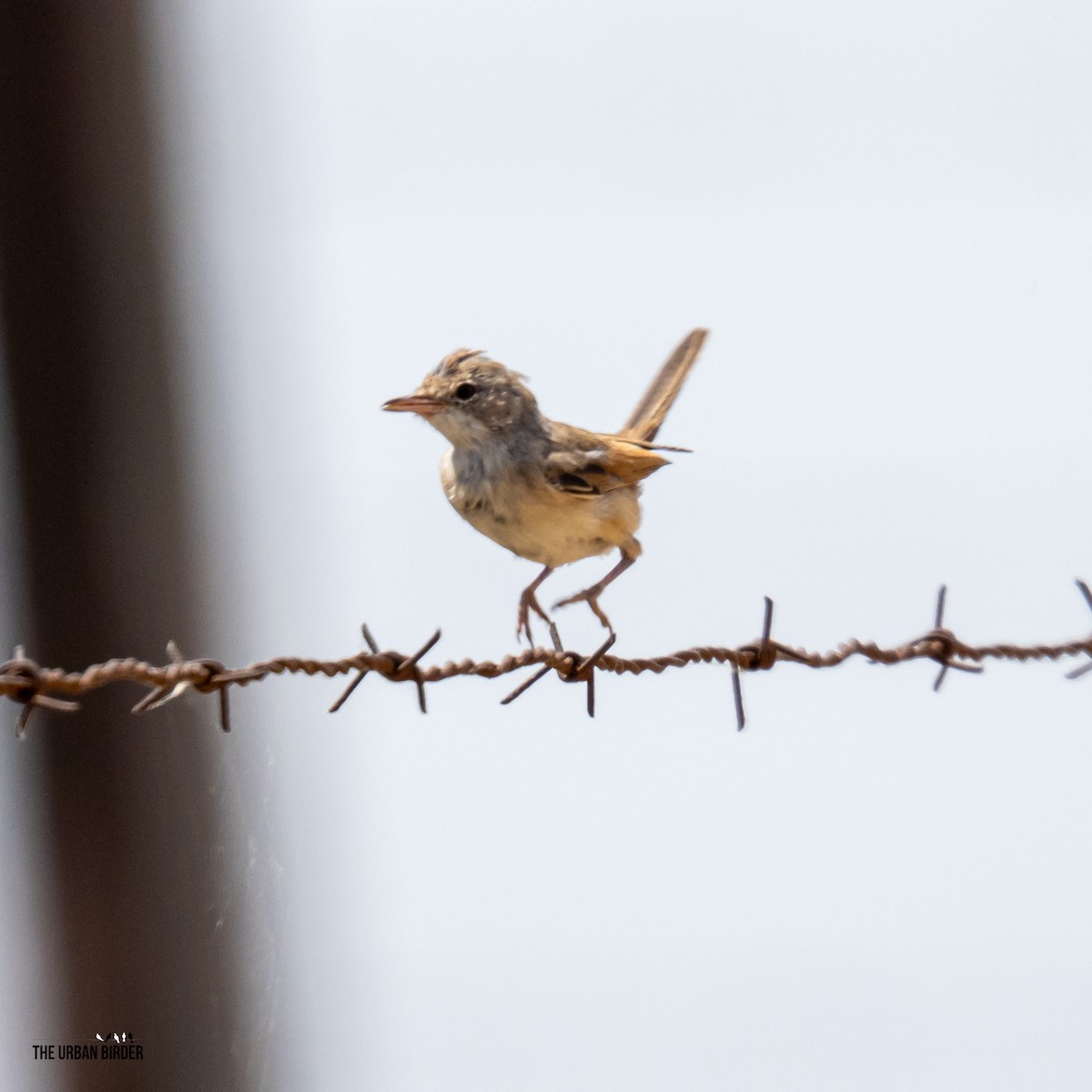 Spectacled Warbler - ML639727341