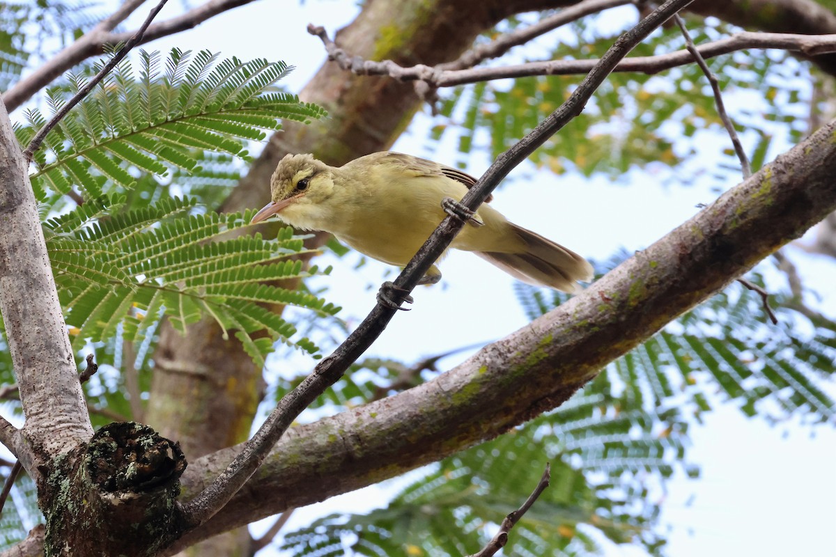 Northern Marquesan Reed Warbler - ML639727342