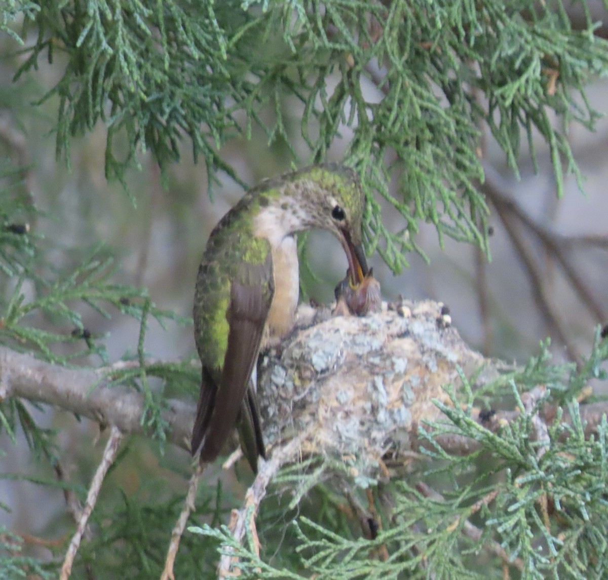 Broad-tailed Hummingbird - ML639727343