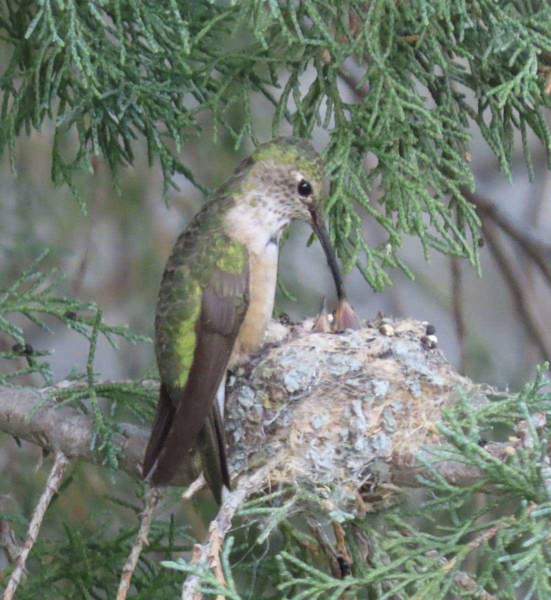 Broad-tailed Hummingbird - ML639727347