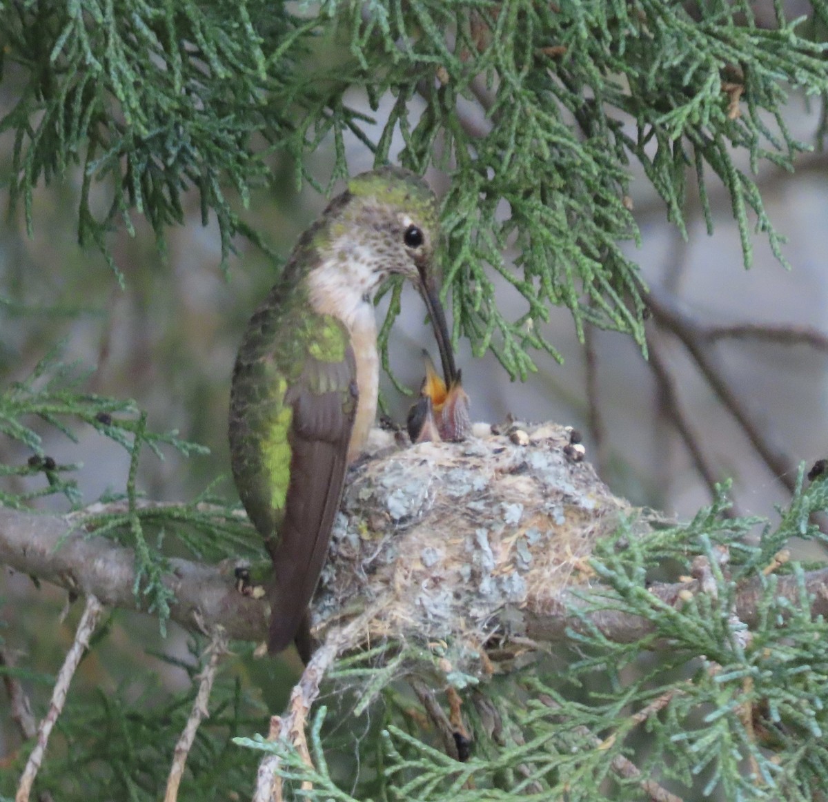Broad-tailed Hummingbird - ML639727348