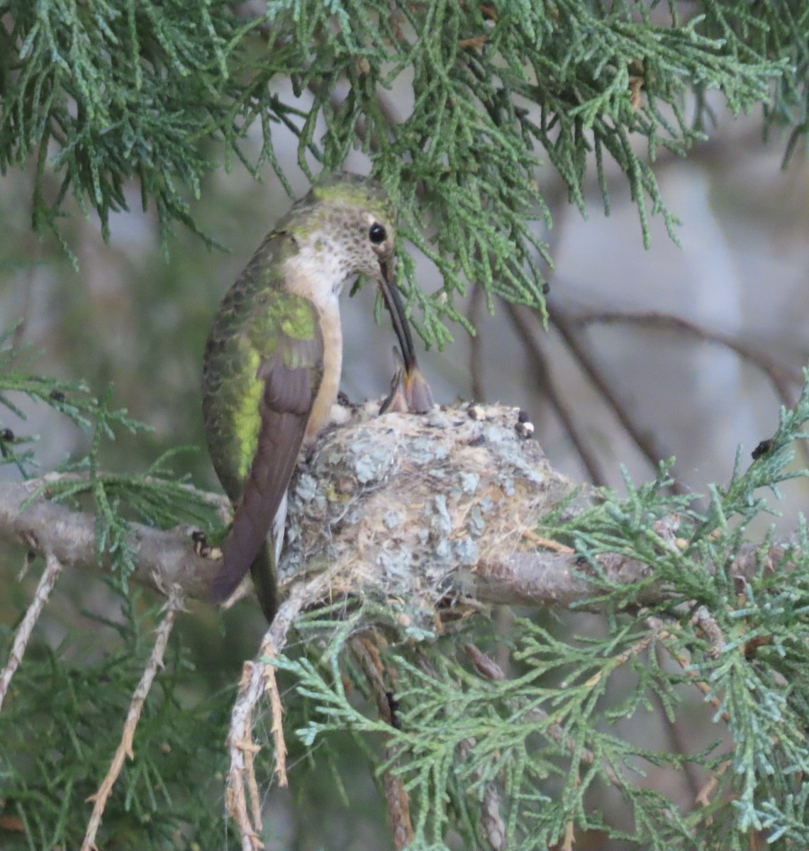 Broad-tailed Hummingbird - ML639727359