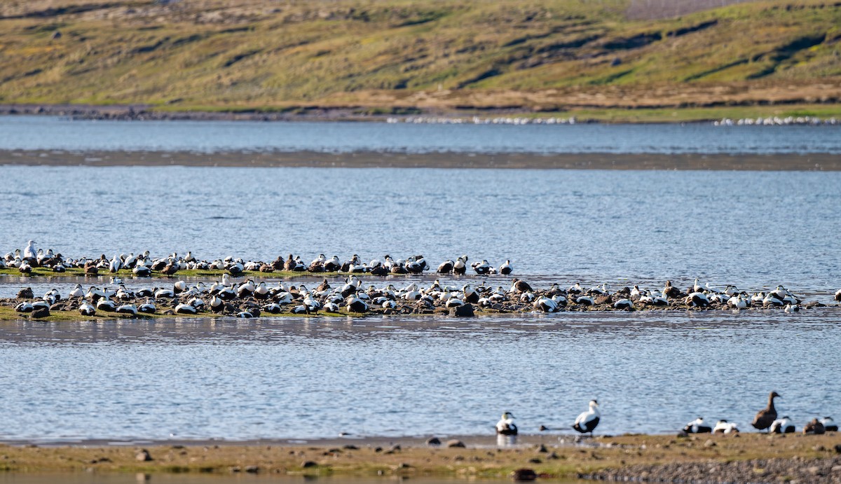 Common Eider - ML639727369
