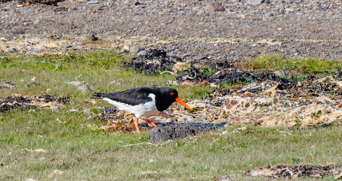 Eurasian Oystercatcher - ML639727372